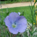Linum usitatissimum fleur